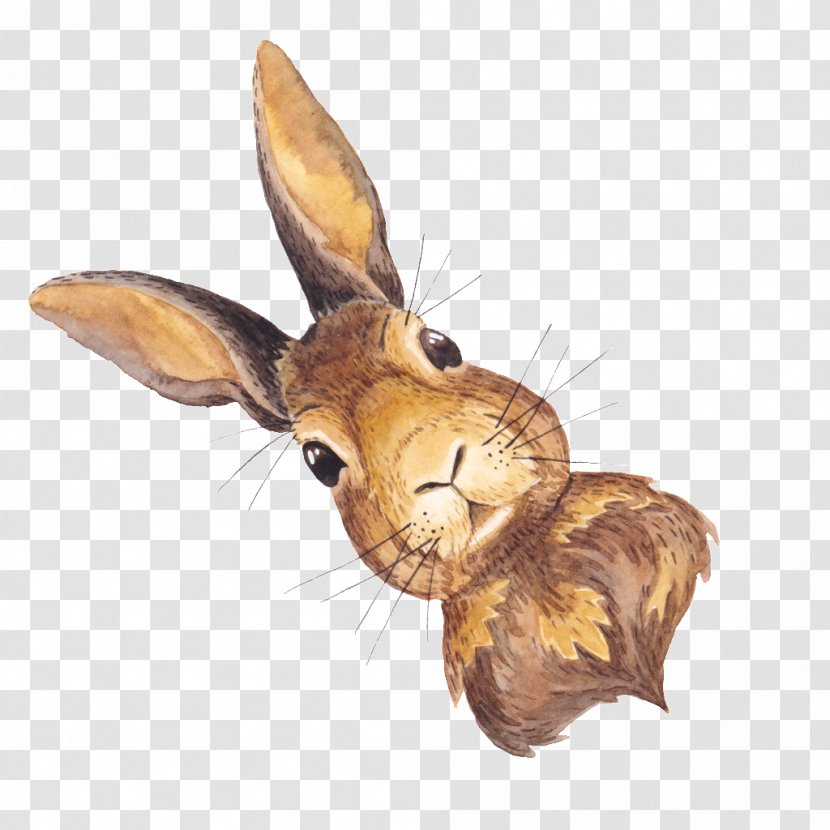 Domestic Rabbit Hare - Cute Transparent PNG