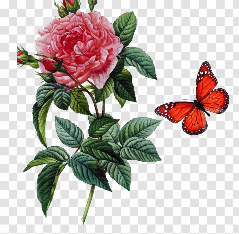 Rosa Gallica Damask Rose Centifolia Roses Botany Botanical Illustration - Flowering Plant - Butterfly Transparent PNG