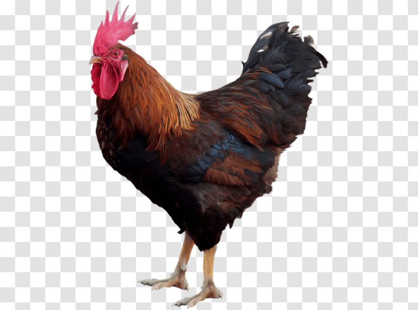 Chicken Rooster - Galliformes Transparent PNG