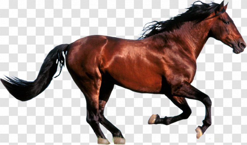 Andalusian Horse Turkoman Thoroughbred Arabian Falabella - Tack Transparent PNG