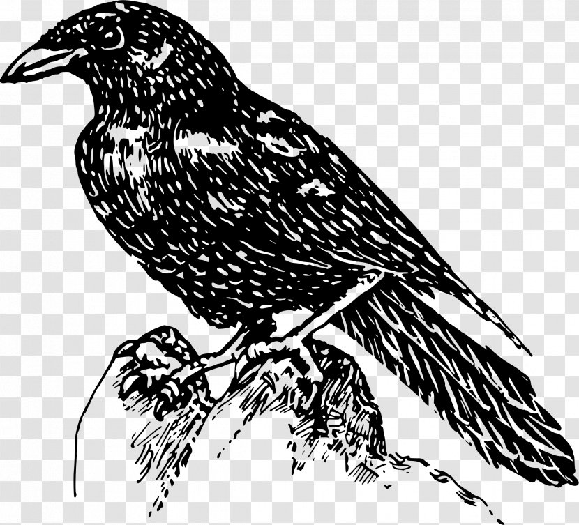 American Crow Clip Art - Bird Of Prey - Pheasant Transparent PNG