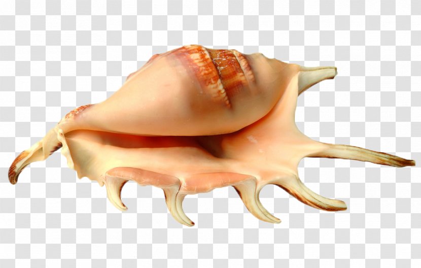 Sea Snail Seashell Conch Hermit Crab - Flower - Shell Transparent PNG
