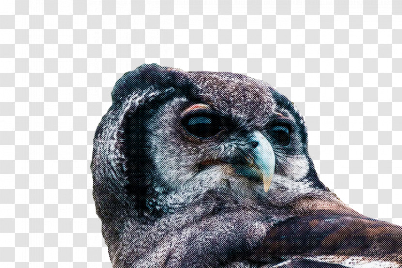 Beak Birds Snout Owl M Bird Of Prey Transparent PNG