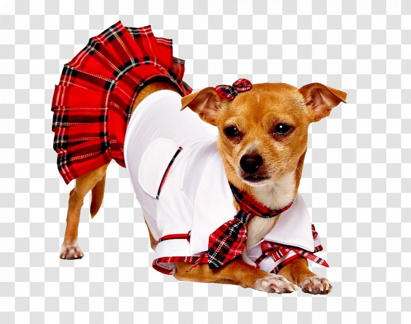 Puppy Pug Halloween Costume Cat - Dog Transparent PNG