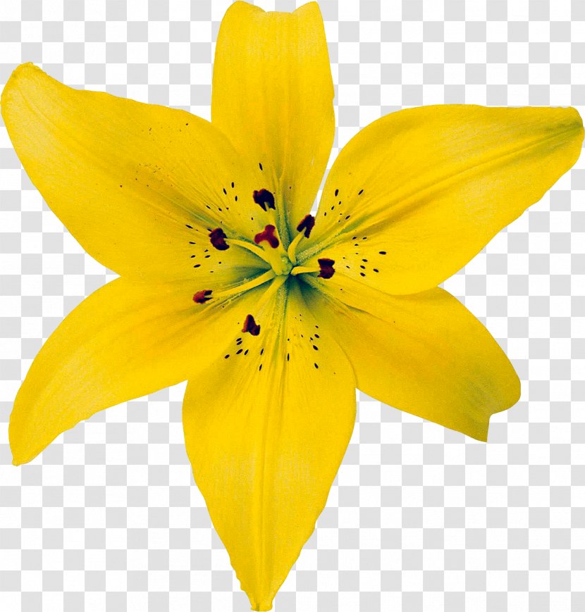 Unfolding Self: The Practice Of Psychosynthesis Psychosynthesis: A Psychology Spirit Growing Whole: Self-Realization For Great Turning - Flowering Plant - Flower Yellow Transparent PNG
