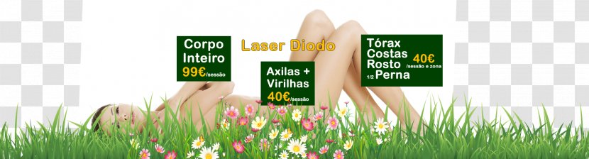Hairdresser Lawn Covilhã Wheatgrass Energy - Plant - Cabeleireiro Transparent PNG