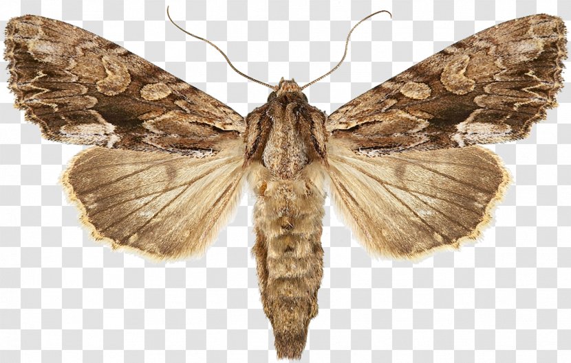 Snout Moths False Codling Moth Pseudocoremia Suavis - Hofmannophila Pseudospretella - Insect Transparent PNG