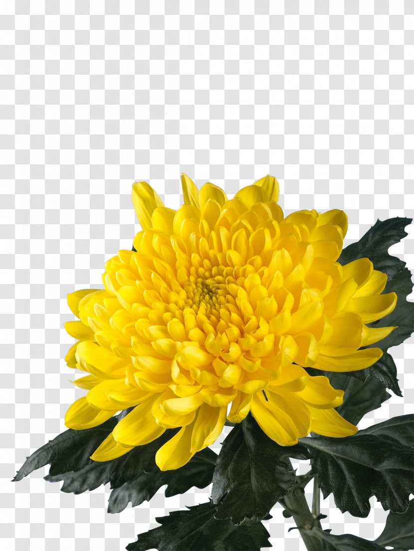 Chrysanthemum Annual Plant - Daisy Family Transparent PNG