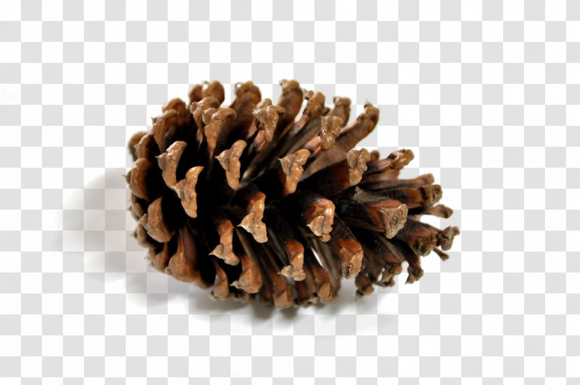 Pine Conifer Cone - Information - Roasted Snack Picture Material Cones Transparent PNG