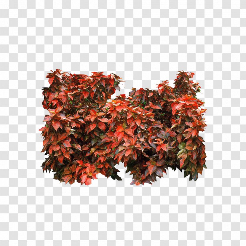 Red Mulberry Raspberry Tree Maple - Watch Transparent PNG