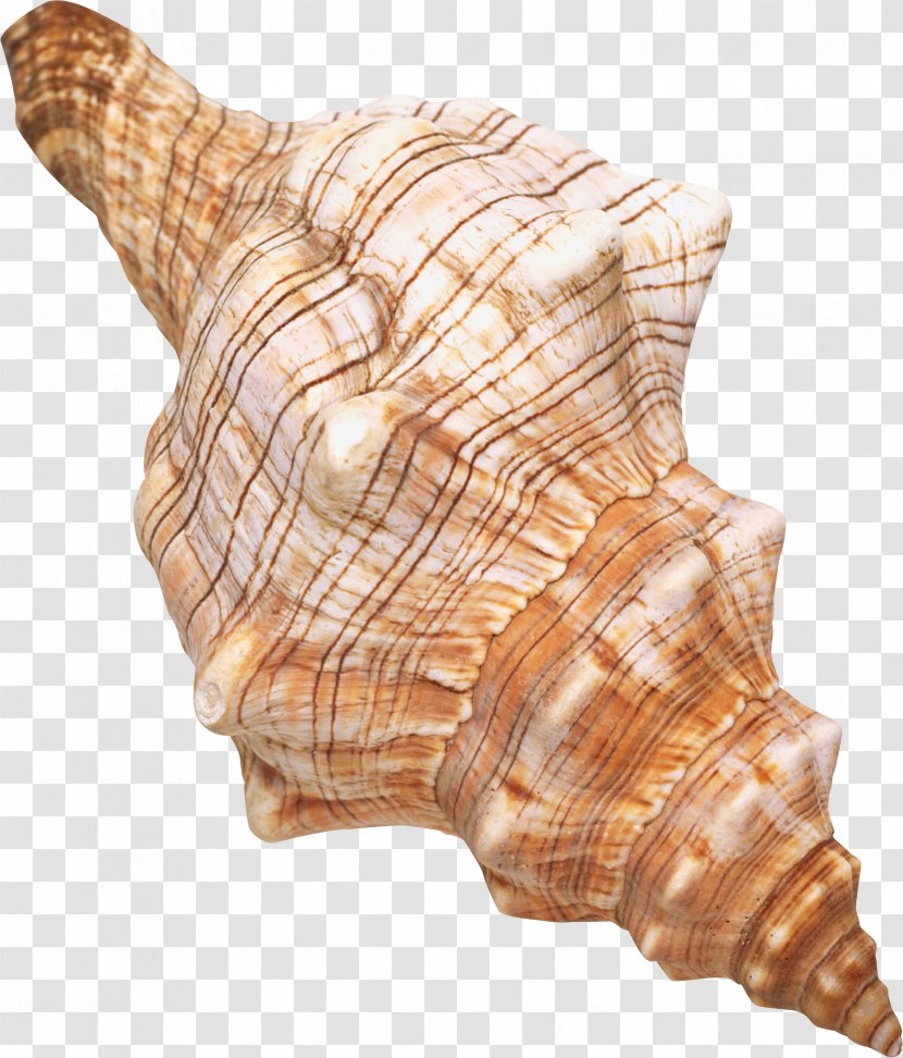 Seashell Restaurant #6 Molluscs Spiral - Sea Snail Transparent PNG