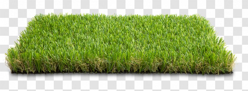 Wheatgrass Garden Street Furniture Sport Herbaceous Plant - Grass Family - Green Landscape Transparent PNG