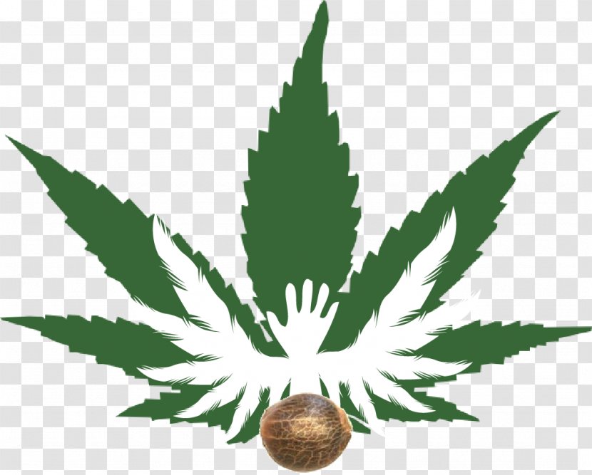 Harborside Health Center Medical Cannabis Sativa Cannabidiol - Leaf Transparent PNG