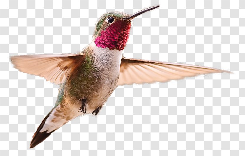 Broad-tailed Hummingbird Clip Art - Selasphorus Transparent PNG