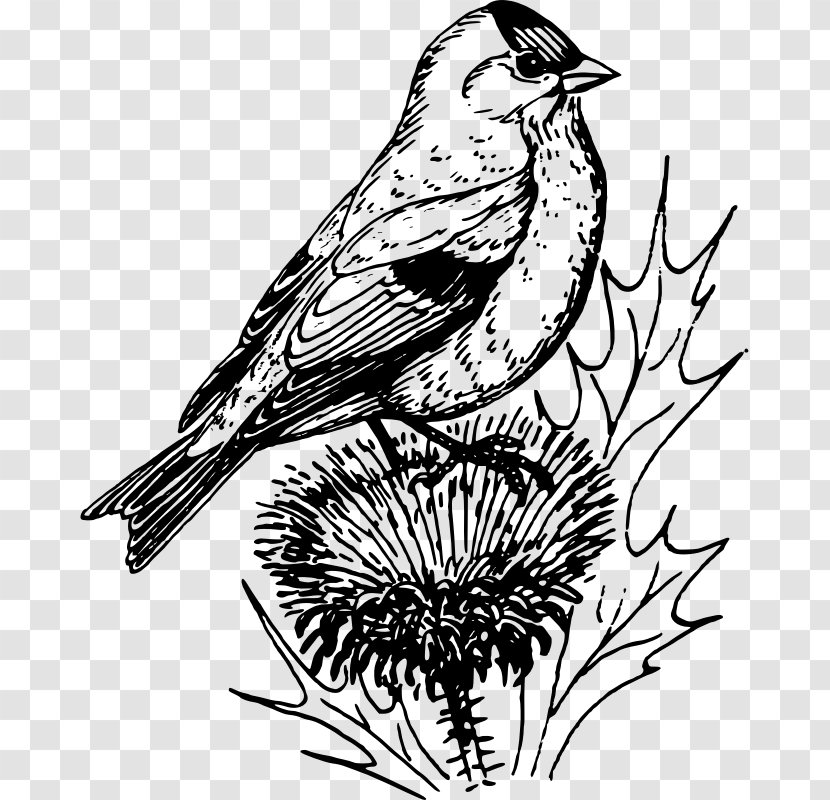 Finches Clip Art - Twig - Black And White Transparent PNG