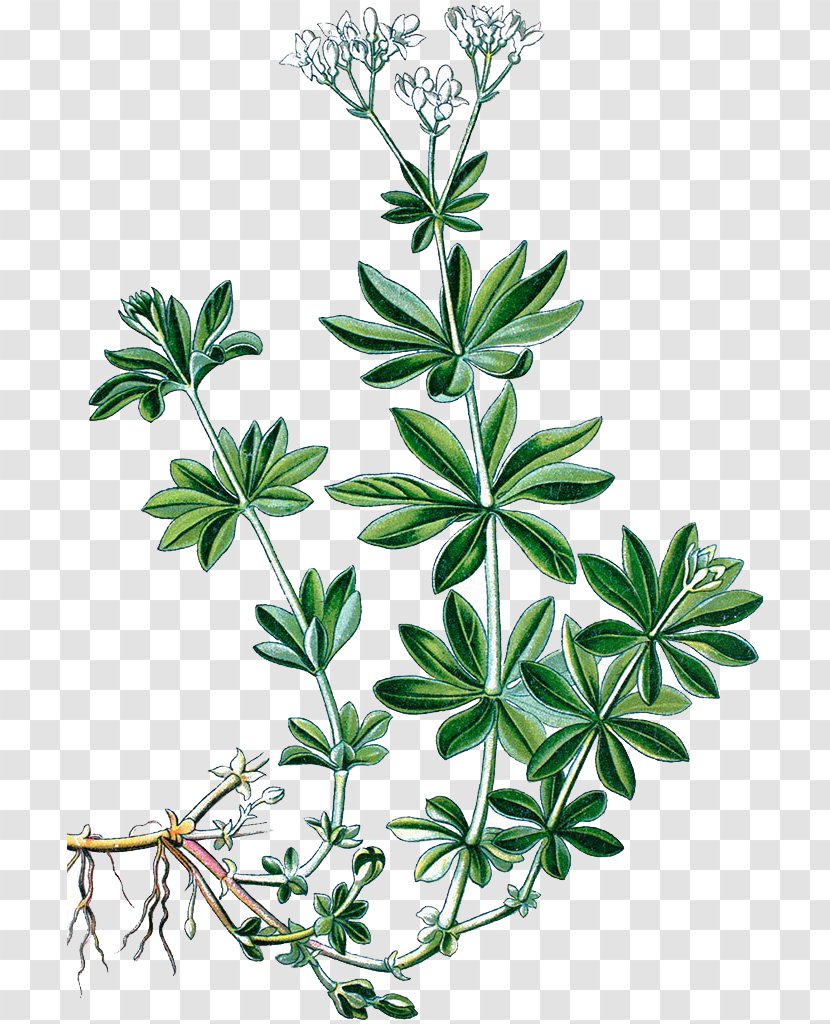 Sweetscented Bedstraw Heath Cleavers Galium Pumilum Verum - Flower - Car Leaves Grass Hand Painted Transparent PNG
