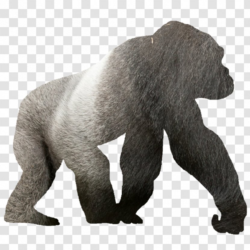 Western Lowland Gorilla Silhouette Clip Art - Animal Figure Transparent PNG