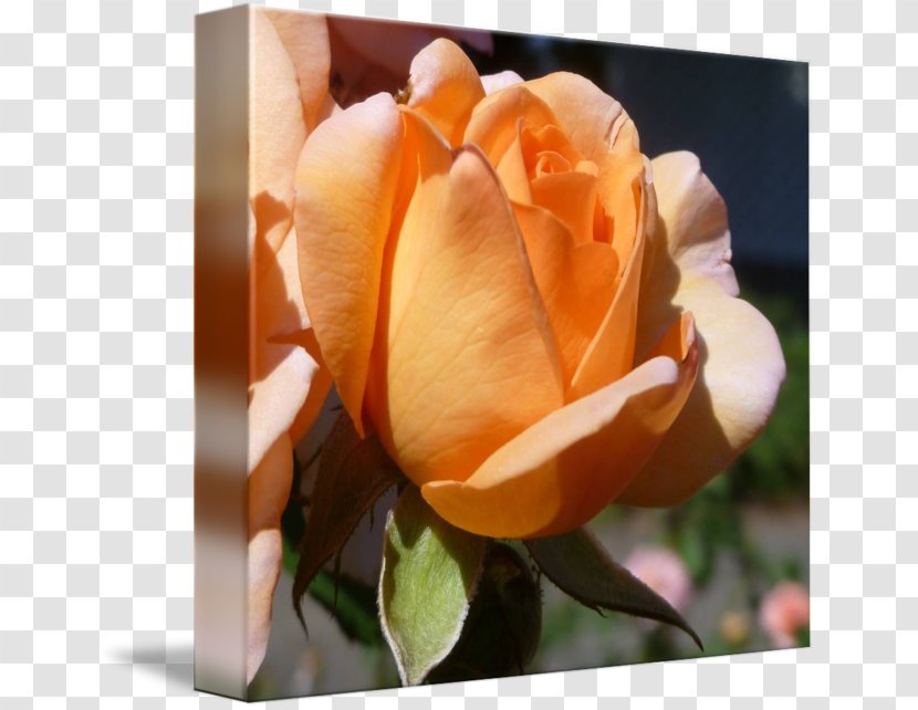 Centifolia Roses Garden Rosaceae Floribunda Flower - Rose - Leslie Transparent PNG