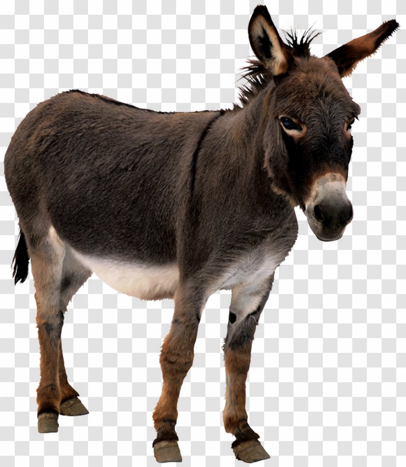 Donkey Animation Horse - Fauna Transparent PNG