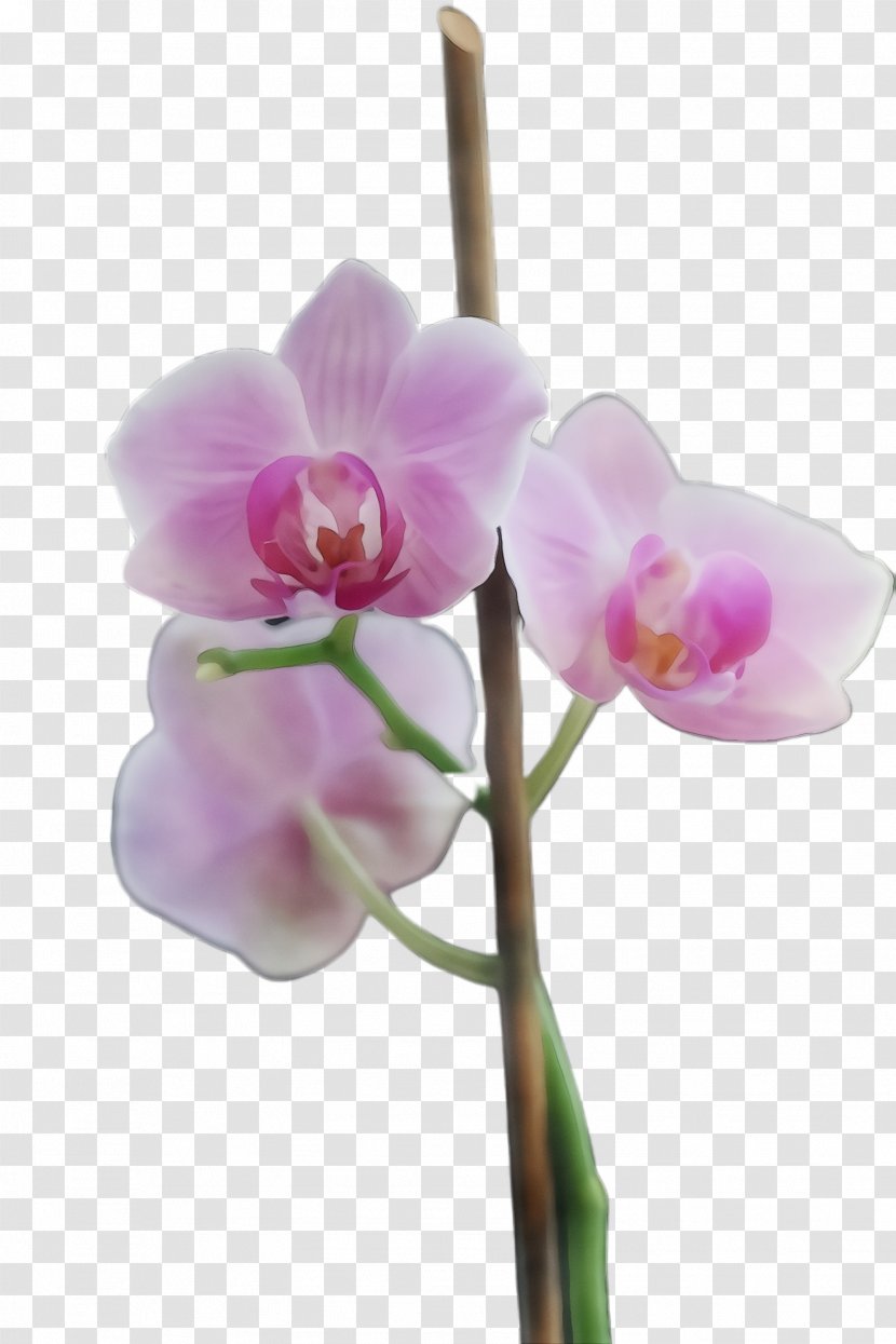 Flower Flowering Plant Moth Orchid Pink - Pedicel Transparent PNG