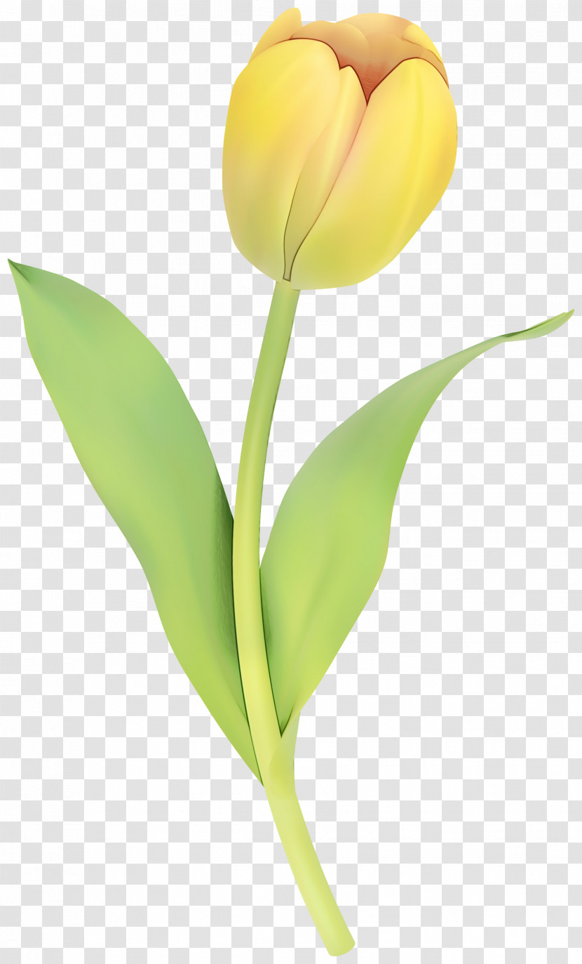Tulip Still Life Photography Cut Flowers Plant Stem Transparent PNG