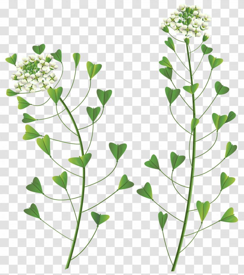 Wildflower Stock Photography Clip Art - Subshrub - WİLD Transparent PNG