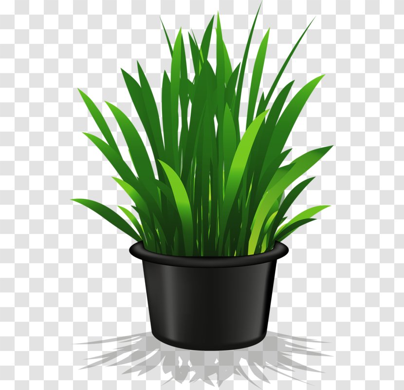 Houseplant Flowerpot Clip Art - Grass Family - A Pot Of Green Transparent PNG