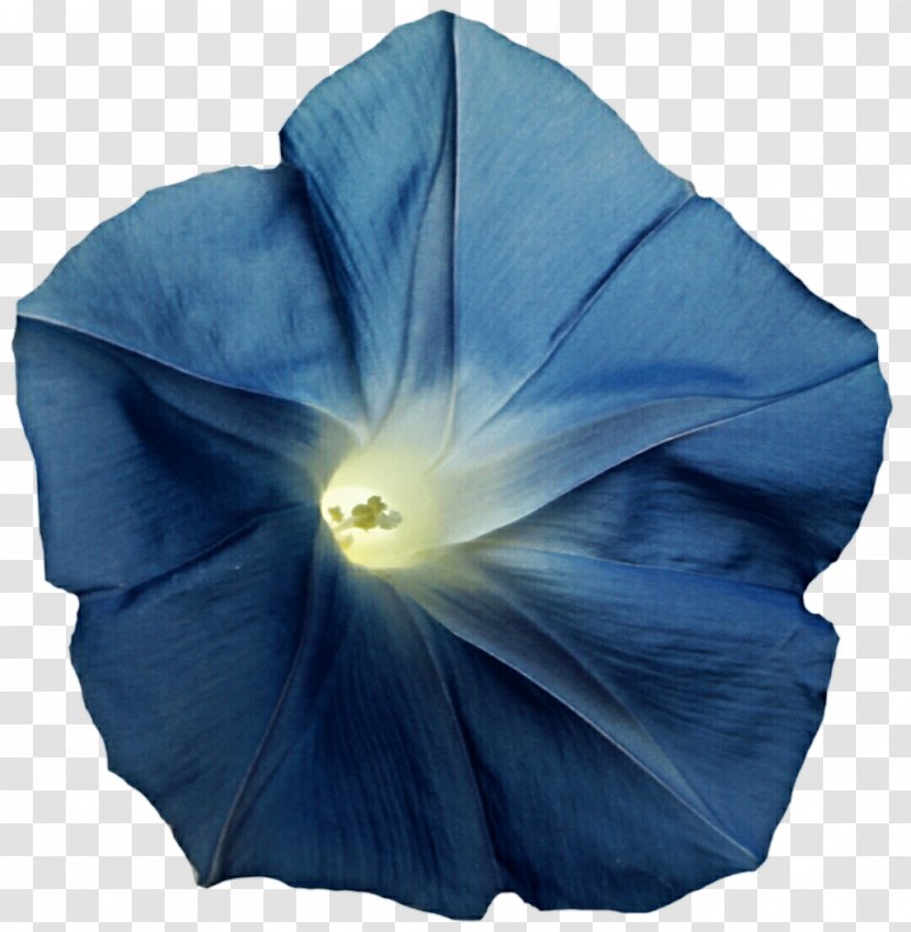 Cobalt Blue Electric Tropical White Morning-glory Ipomoea Violacea - Moonflower - Glory Transparent PNG