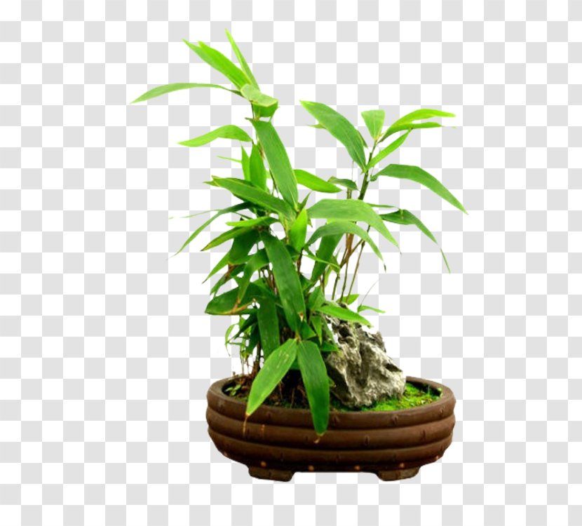 Rhapis Excelsa Tropical Woody Bamboos Penjing Tree Flowerpot - Herb Transparent PNG