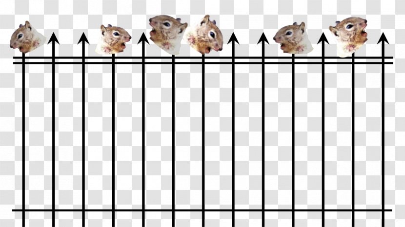Finches Indian Giant Squirrel Fence Death - Cage Transparent PNG