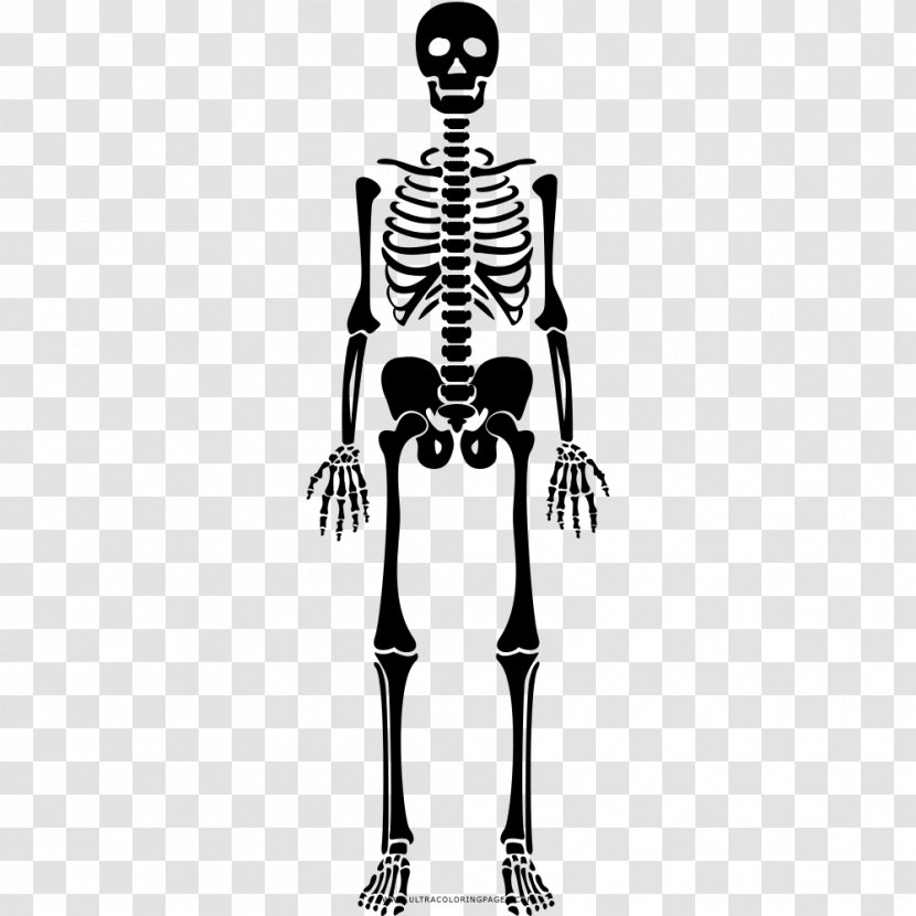Human Skeleton Bone Drawing Coloring Book - Cartoon Transparent PNG