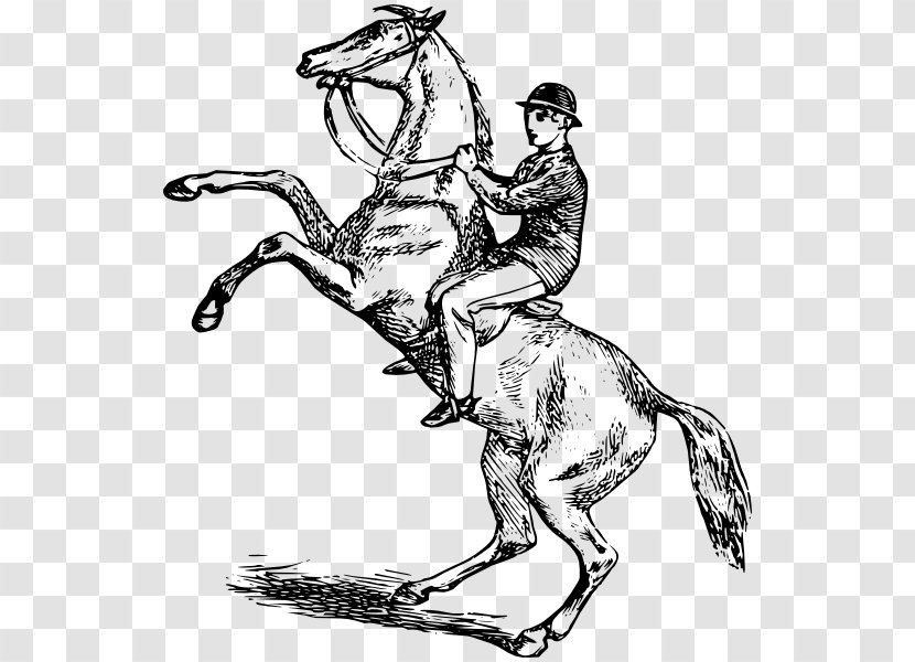 Horse Equestrian Rearing Drawing Bucking Transparent PNG