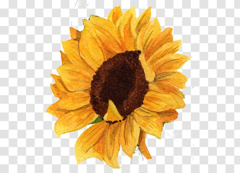 Common Sunflower Daisy Family Seed Cut Flowers - Petal - Leaf Transparent PNG