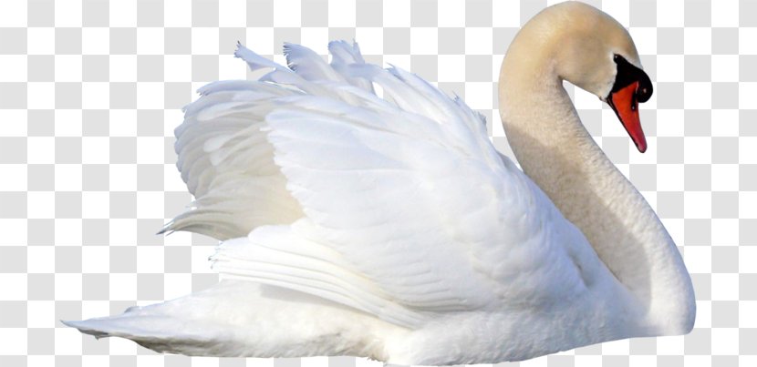 Cygnini Bird Именинница Река любви - Ducks Geese And Swans Transparent PNG
