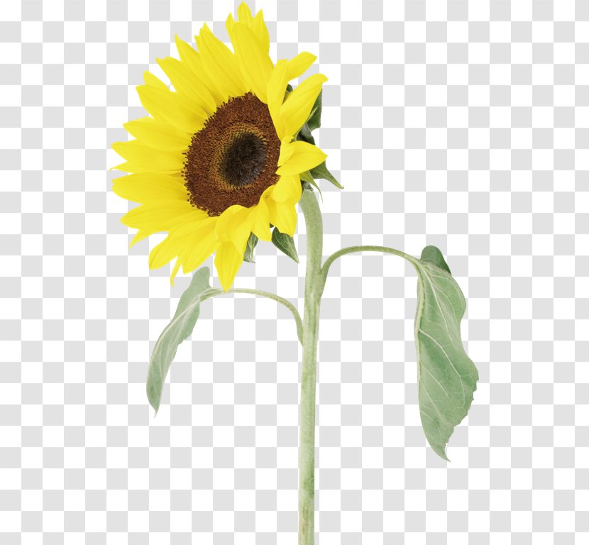 Common Sunflower Seed - Honey Bee Transparent PNG