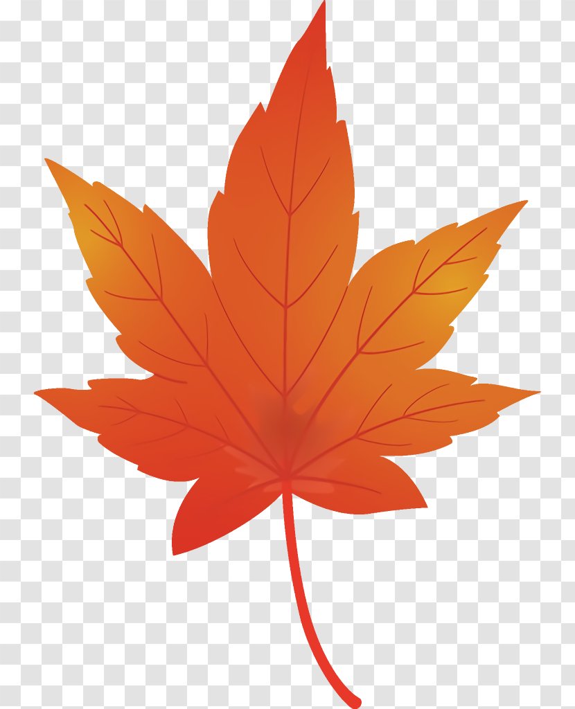 Maple Leaf Fallen Dead - Woody Plant - Black Transparent PNG