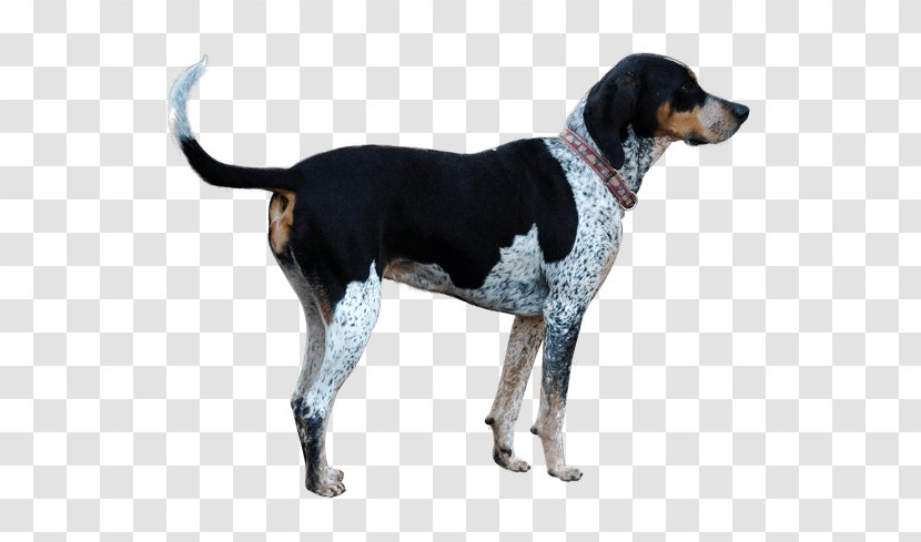 Treeing Walker Coonhound English Foxhound American Black And Tan Harrier - Canidae - Flag Transparent PNG