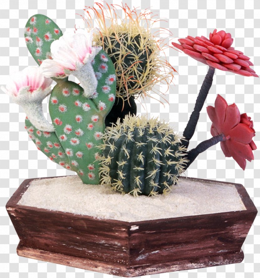 Cactaceae Isla Incahuasi Flowering Plant Flowerpot - Cactus Transparent PNG