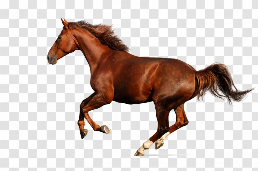 Fifty Animals That Changed The Course Of History Budyonny Horse Clydesdale Enciclopedia Del Cavallo Equestrian - Sorrel - Royaltyfree Transparent PNG