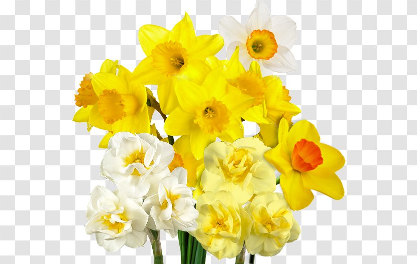Daffodil Bulb Flower Varfell Narcissus - Flowering Plant Transparent PNG