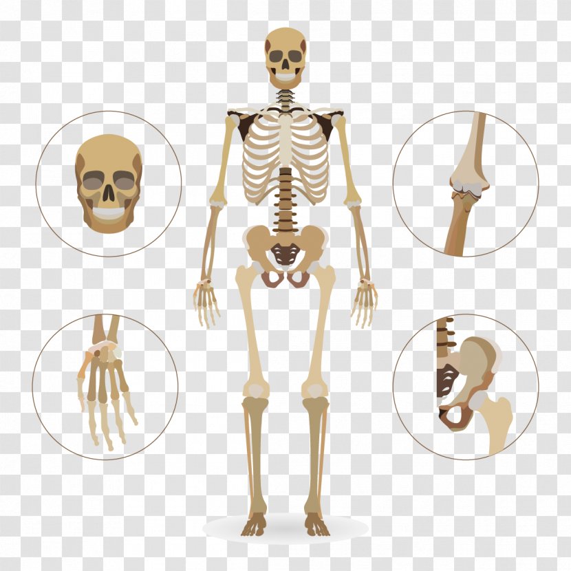 Human Skeleton Skull Euclidean Vector Body - Tree Transparent PNG