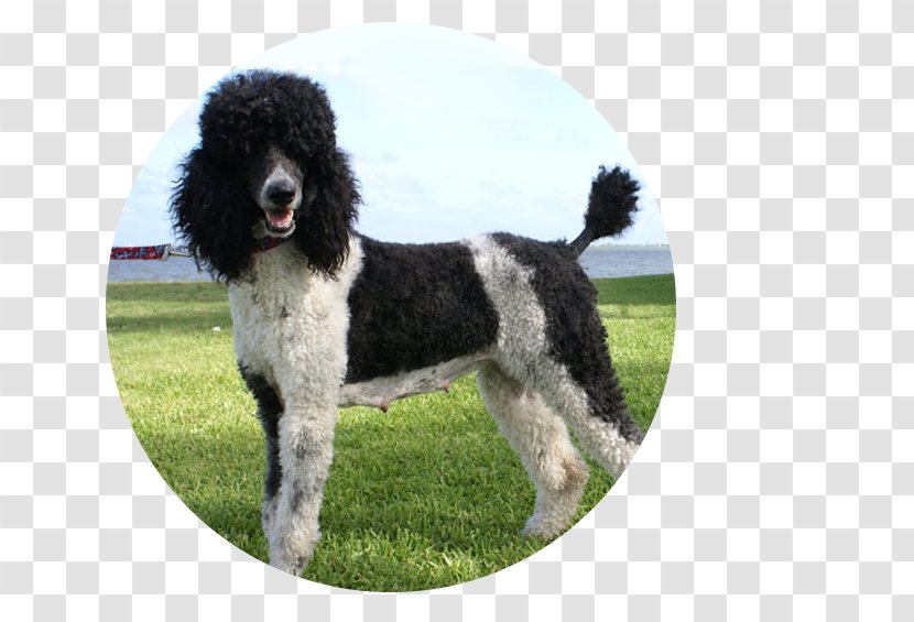 Standard Poodle Miniature Portuguese Water Dog Spanish - Breed Group Transparent PNG