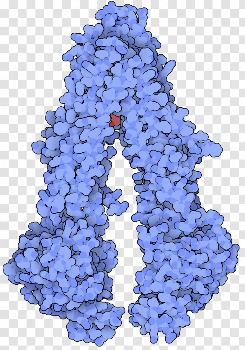 P-glycoprotein Cell Molecule - Cartoon Transparent PNG