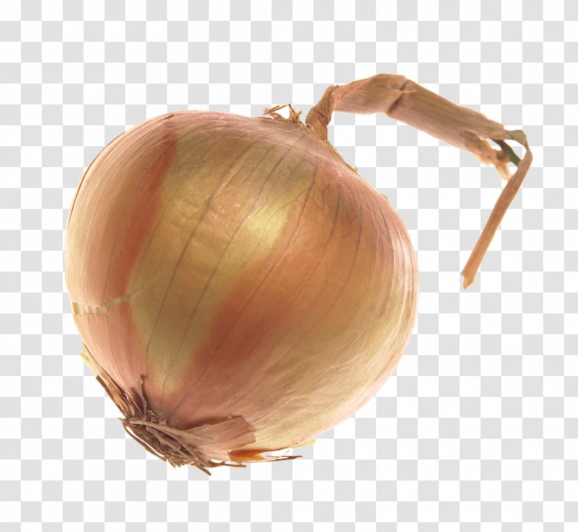 Onion Vegetable - Layers - An Transparent PNG