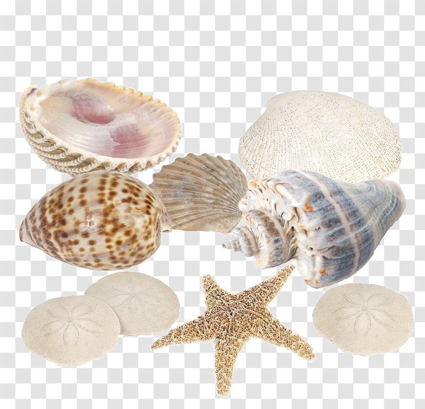 Image Seashell Cockle Desktop Wallpaper - Conchology - Cute Animal Transparent PNG