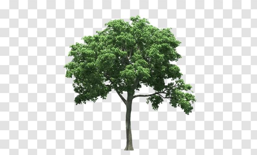 Texas State Tree Oak Birch - Elm Transparent PNG