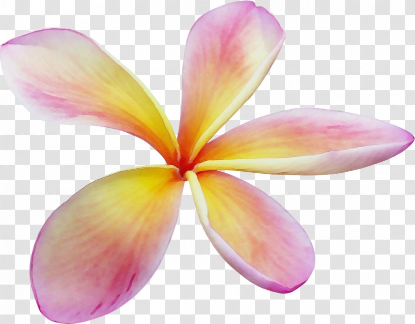 Petal Flower Frangipani Pink Plant - Cattleya Flowering Transparent PNG