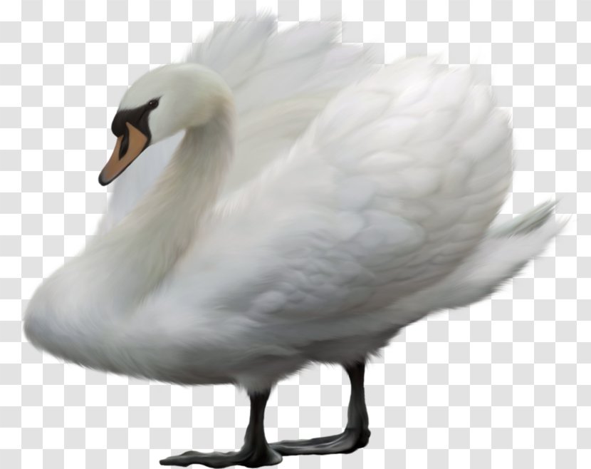 Bird Swan Goose Mute Duck Transparent PNG