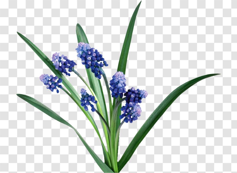Hyacinth Flower English Lavender Bit Clip Art Transparent PNG