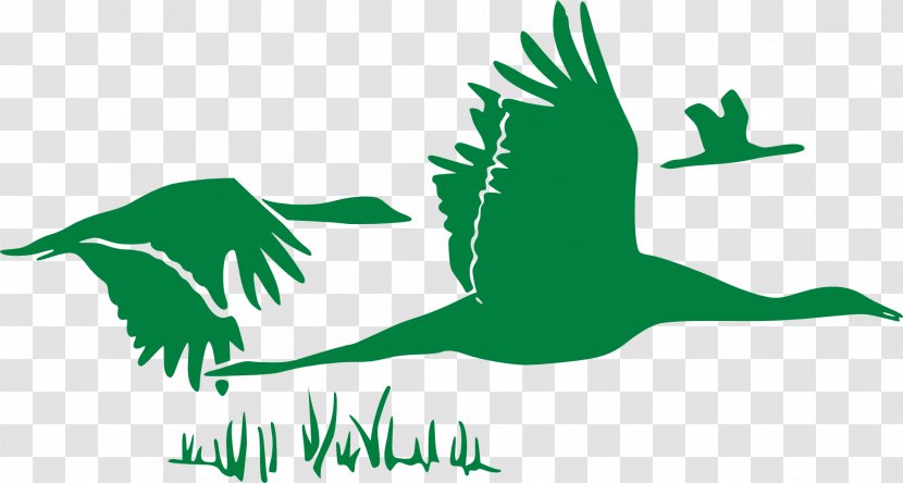 Goose Flight Duck Cygnini Mallard - Wing - Green Swan Transparent PNG